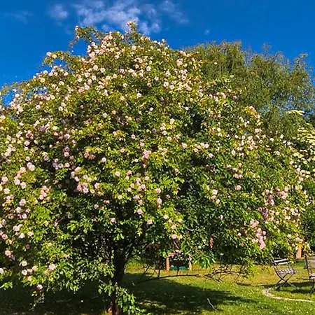 Gaestehaus Karstadt 02 - Gartenblick Boltenhagen (Ostseebad)